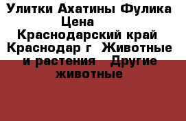 Улитки Ахатины Фулика › Цена ­ 50 - Краснодарский край, Краснодар г. Животные и растения » Другие животные   . Краснодарский край,Краснодар г.